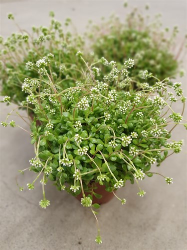 Blommande krukväxter